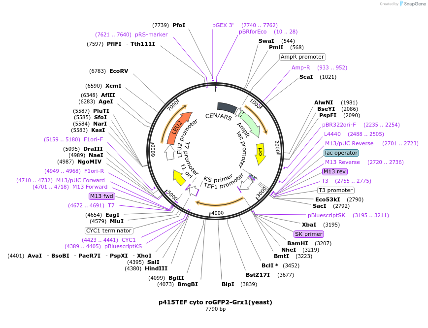 65004-plasmid-map-sequence-id-109883