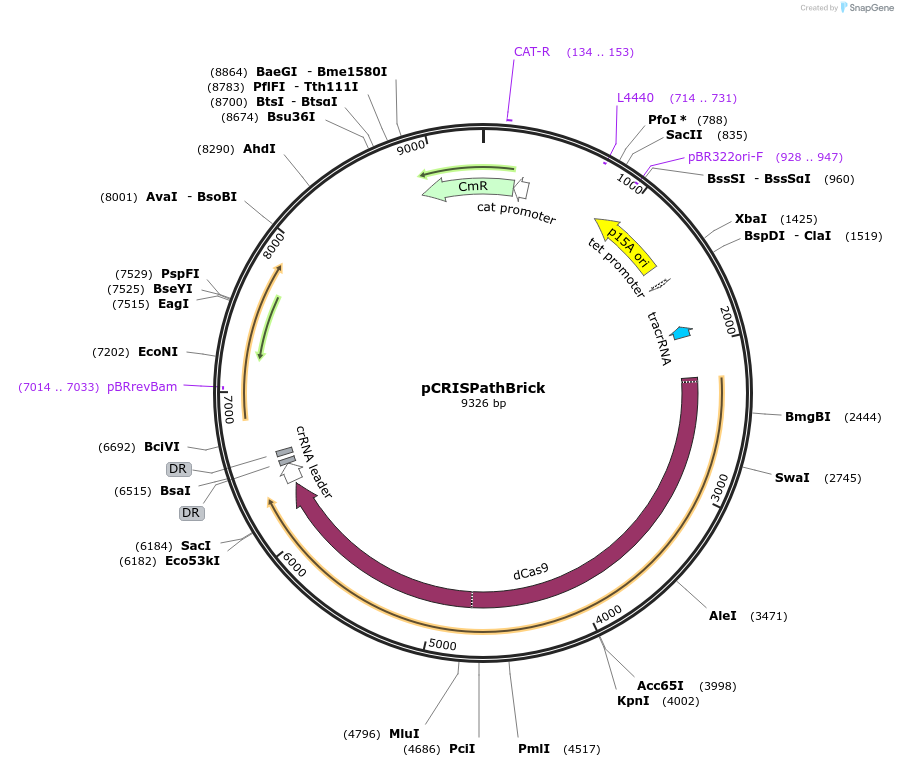 65006-plasmid-map-sequence-id-109903