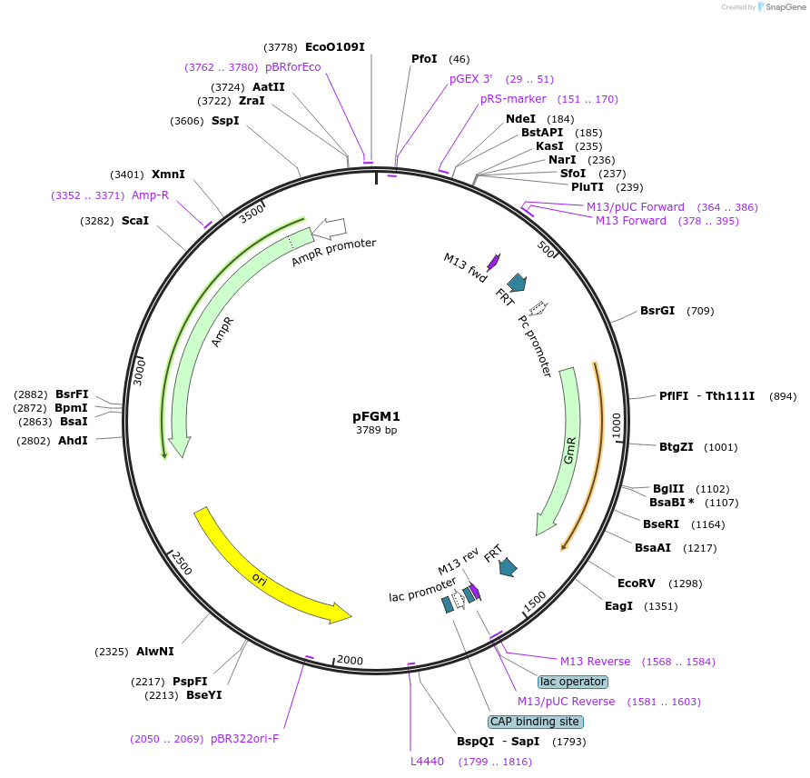 64949-plasmid-map-sequence-id-109913