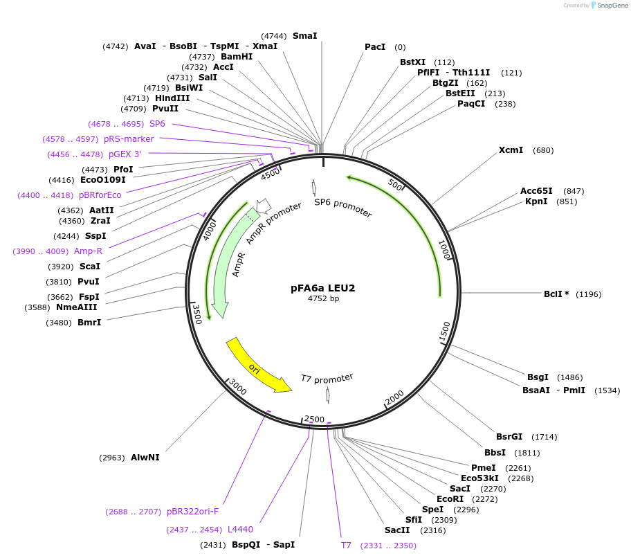 61923-plasmid-map-sequence-id-109932