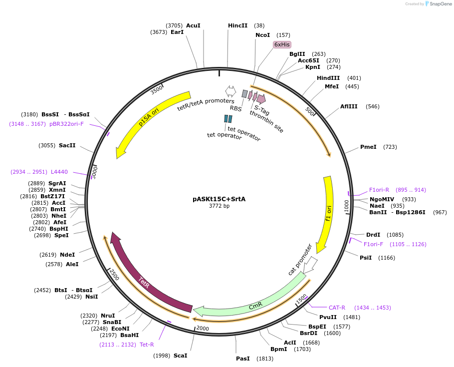64983-plasmid-map-sequence-id-109950