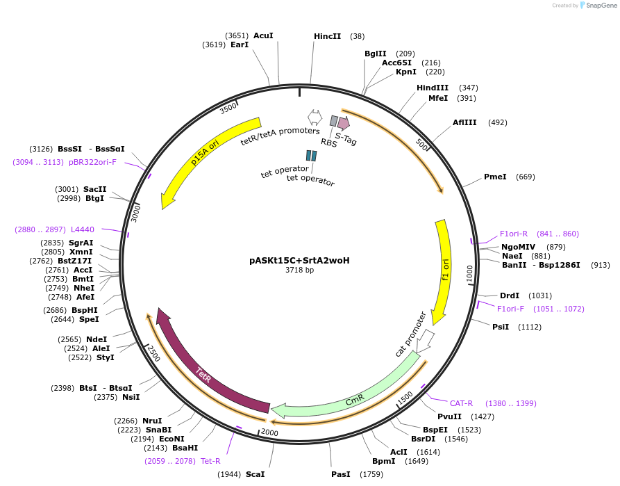 65018-plasmid-map-sequence-id-109960