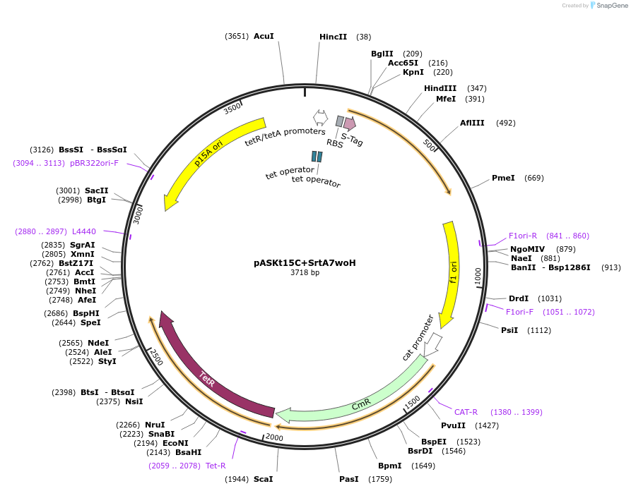 65020-plasmid-map-sequence-id-109964
