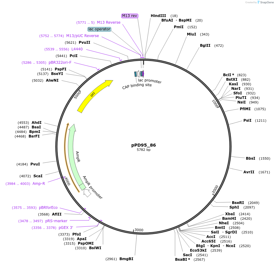 1499-plasmid-map-sequence-id-110