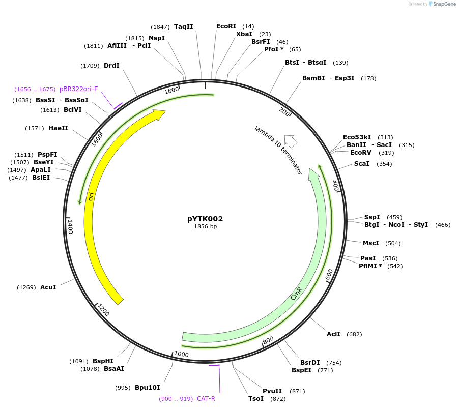 65109-plasmid-map-sequence-id-110162