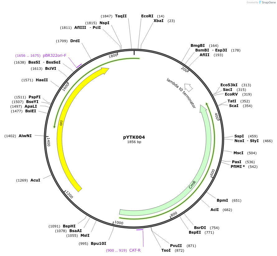 65111-plasmid-map-sequence-id-110164