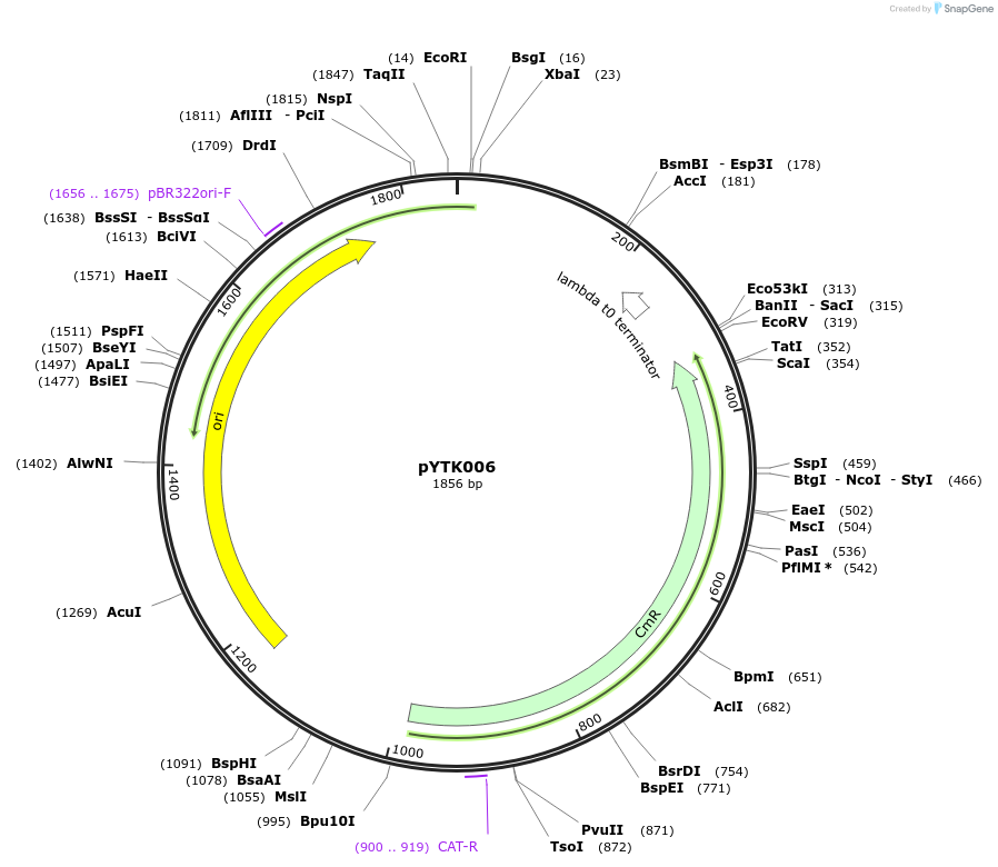 65113-plasmid-map-sequence-id-110166