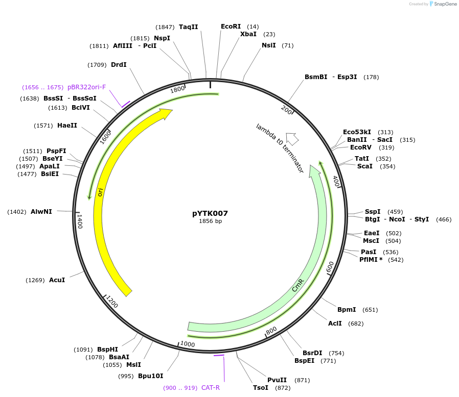 65114-plasmid-map-sequence-id-110167
