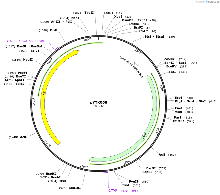 65115-plasmid-map-sequence-id-110168