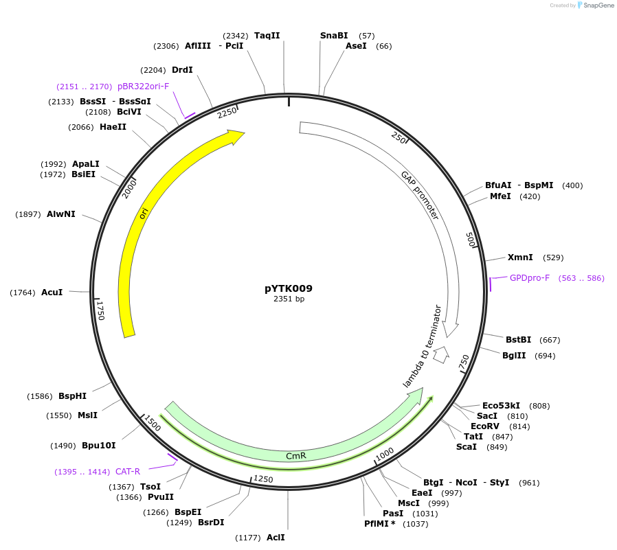 65116-plasmid-map-sequence-id-110169
