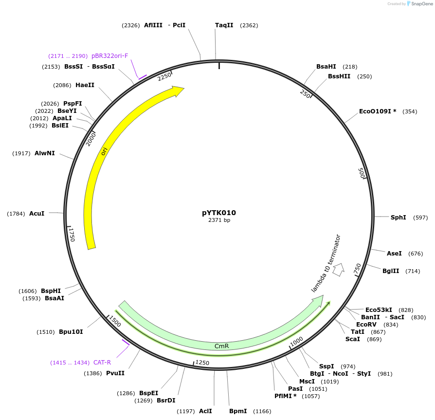 65117-plasmid-map-sequence-id-110170