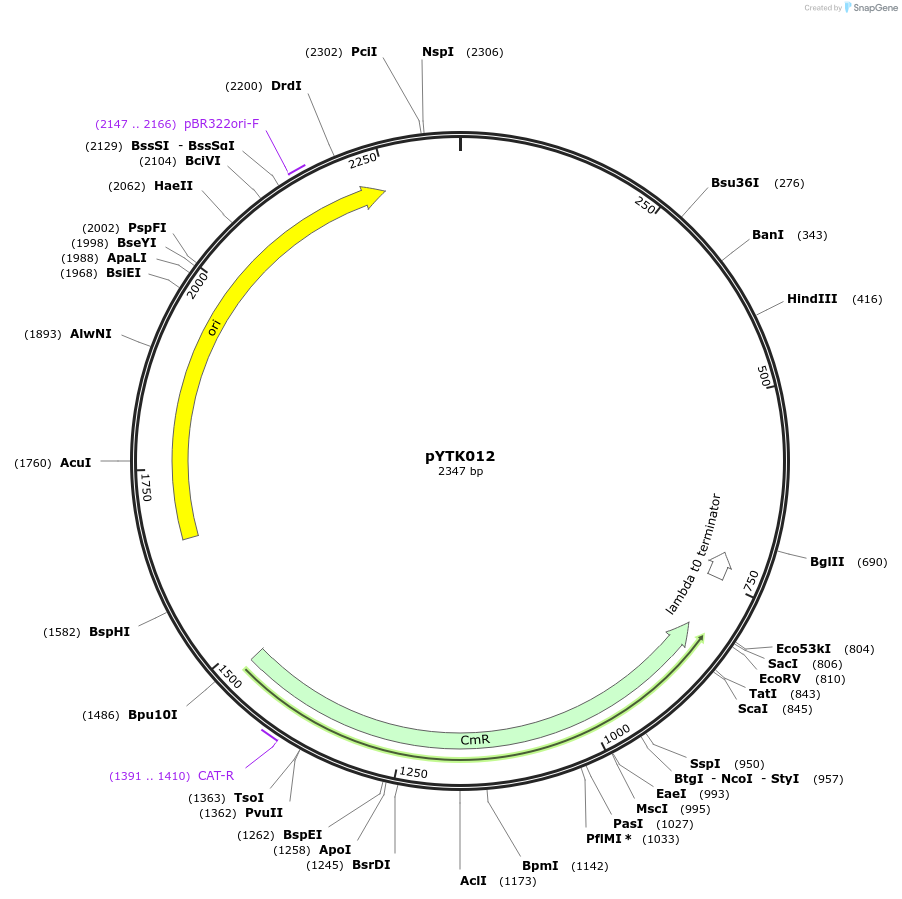 65119-plasmid-map-sequence-id-110172
