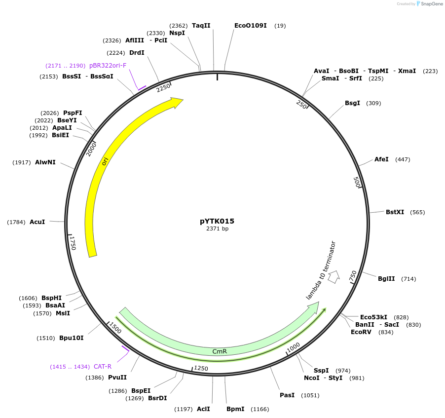 65122-plasmid-map-sequence-id-110175