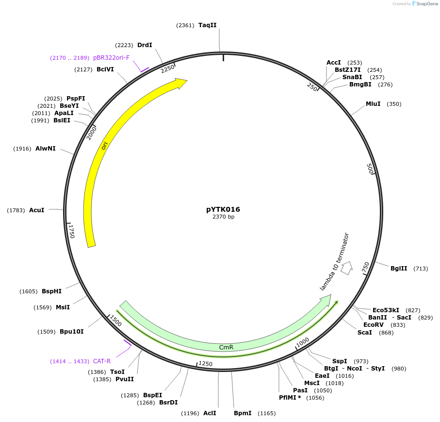 65123-plasmid-map-sequence-id-110176