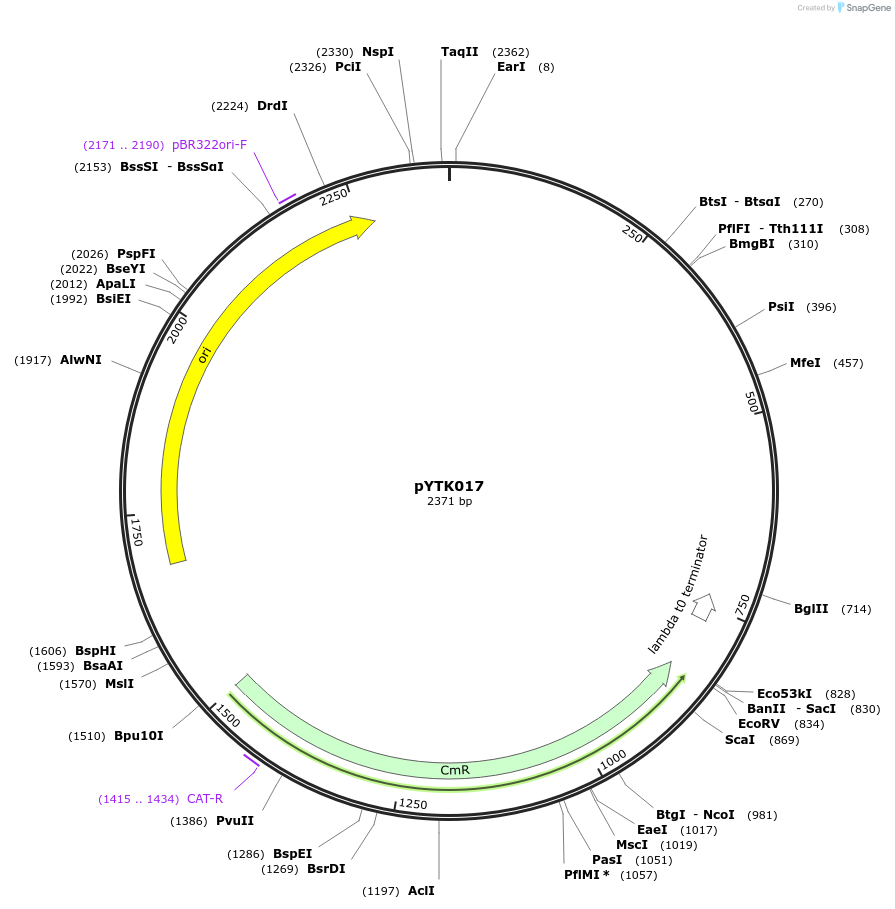 65124-plasmid-map-sequence-id-110177