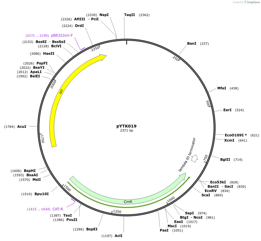 65126-plasmid-map-sequence-id-110179