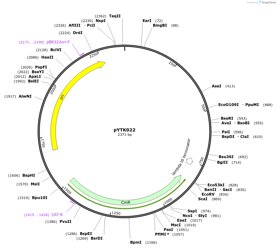 65129-plasmid-map-sequence-id-110182