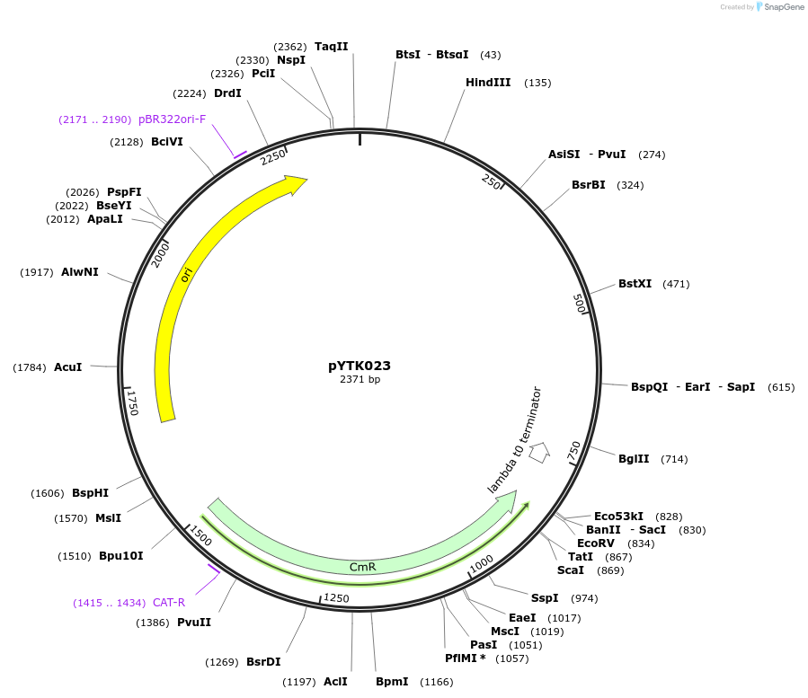 65130-plasmid-map-sequence-id-110183