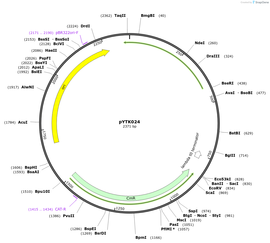 65131-plasmid-map-sequence-id-110184