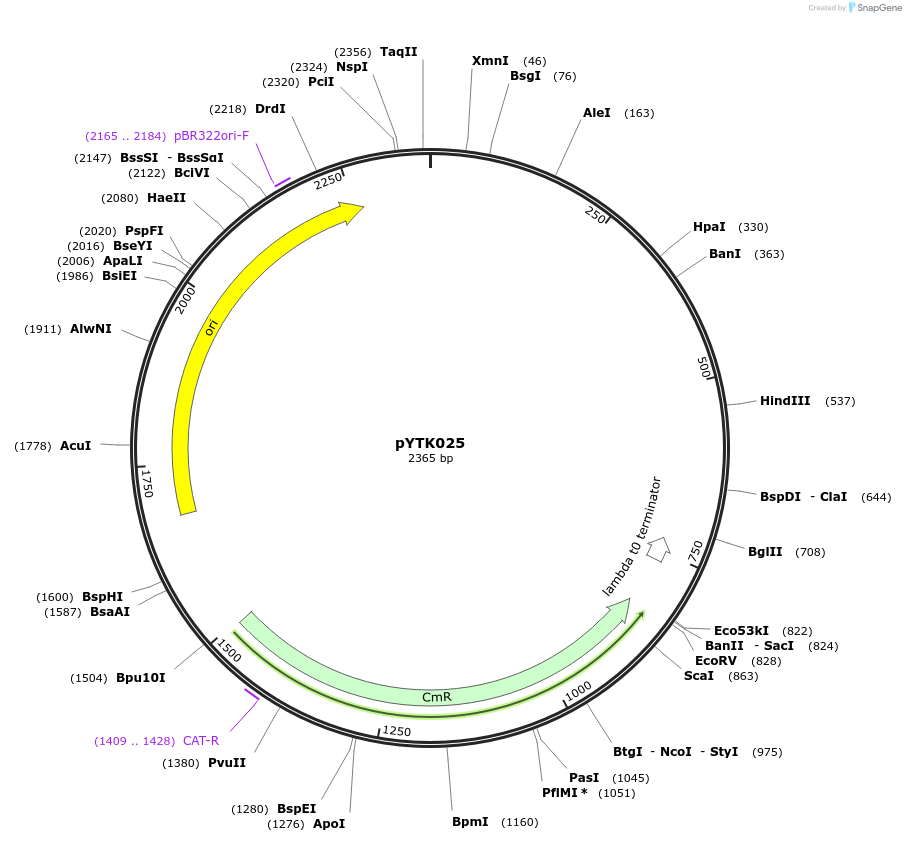 65132-plasmid-map-sequence-id-110185
