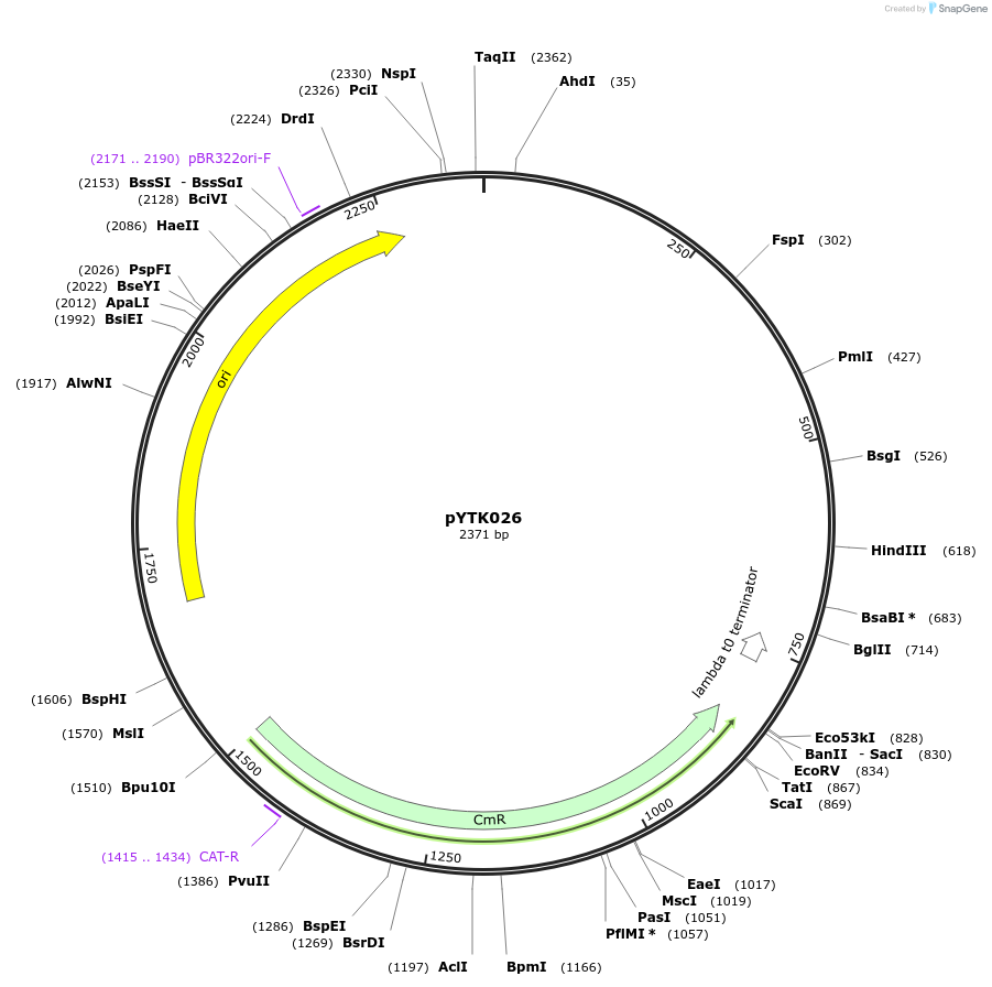 65133-plasmid-map-sequence-id-110186