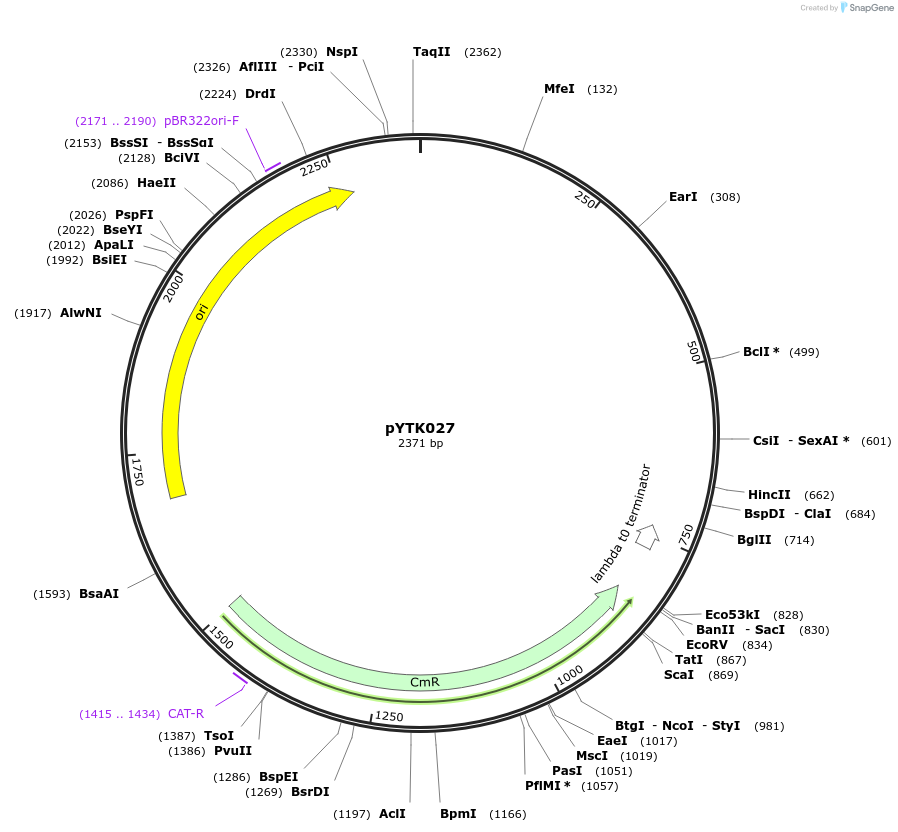 65134-plasmid-map-sequence-id-110187