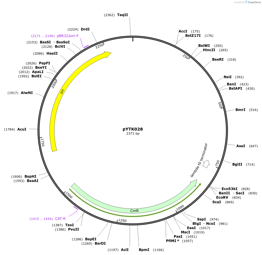 65135-plasmid-map-sequence-id-110188