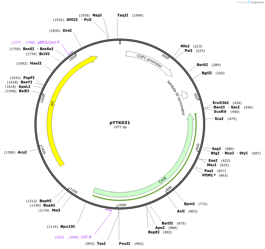 65138-plasmid-map-sequence-id-110191