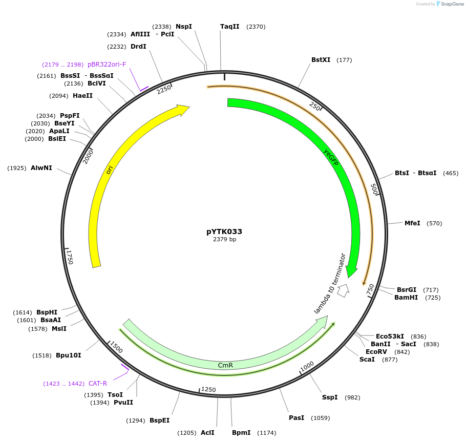 65140-plasmid-map-sequence-id-110193