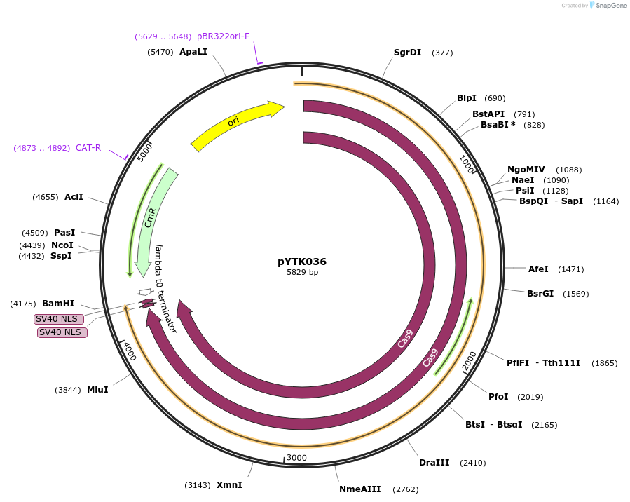 65143-plasmid-map-sequence-id-110196