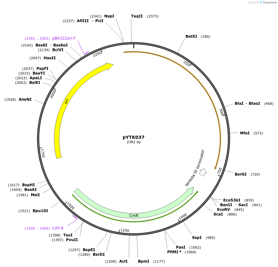 65144-plasmid-map-sequence-id-110197