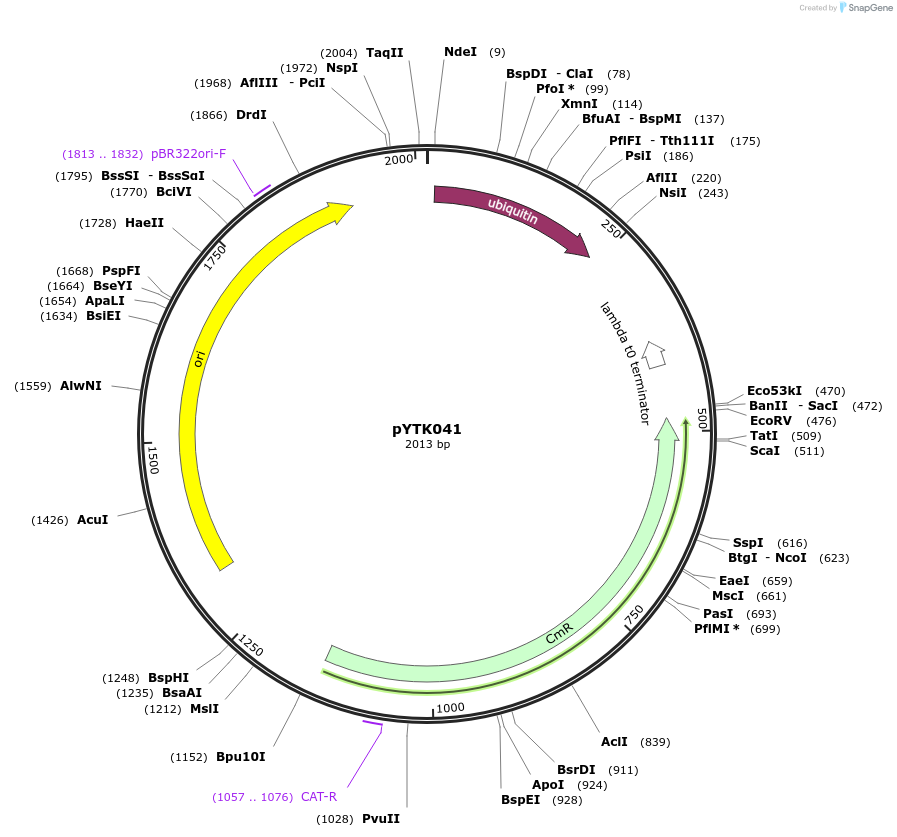 65148-plasmid-map-sequence-id-110201