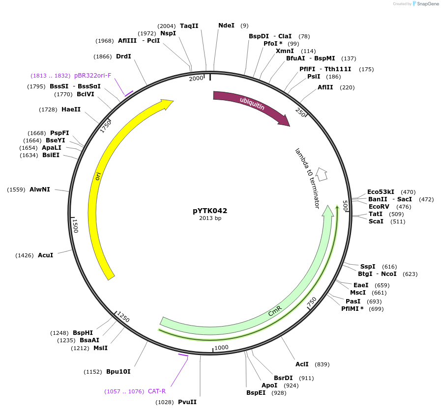 65149-plasmid-map-sequence-id-110202