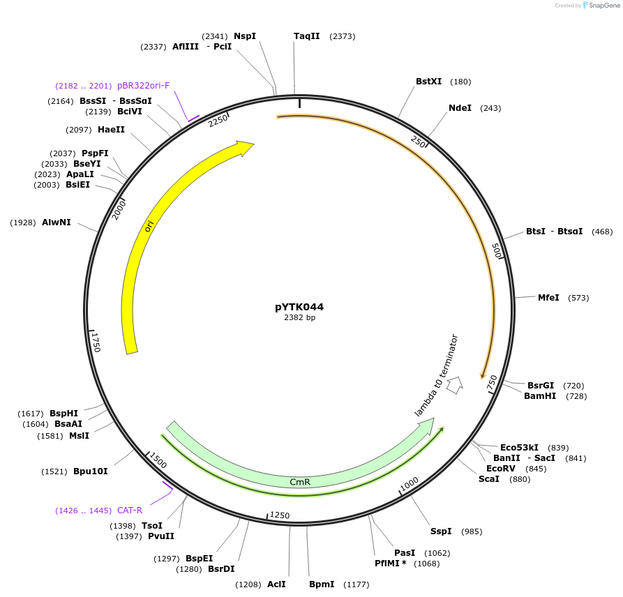 65151-plasmid-map-sequence-id-110204
