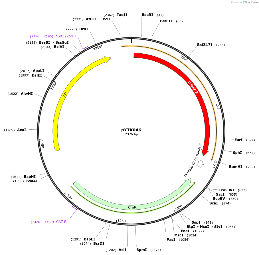 65153-plasmid-map-sequence-id-110206