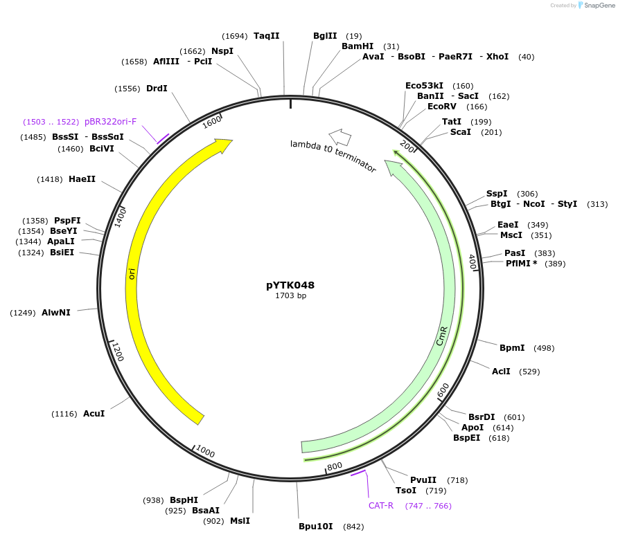 65155-plasmid-map-sequence-id-110208