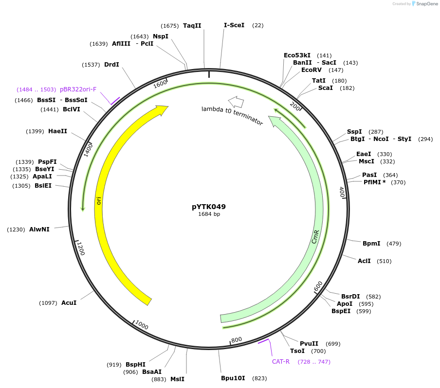 65156-plasmid-map-sequence-id-110209