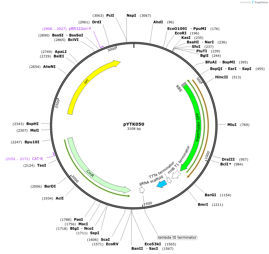 65157-plasmid-map-sequence-id-110210