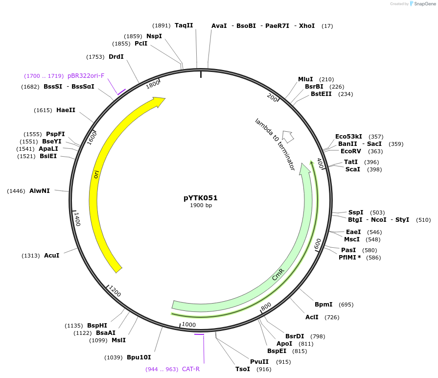 65158-plasmid-map-sequence-id-110211