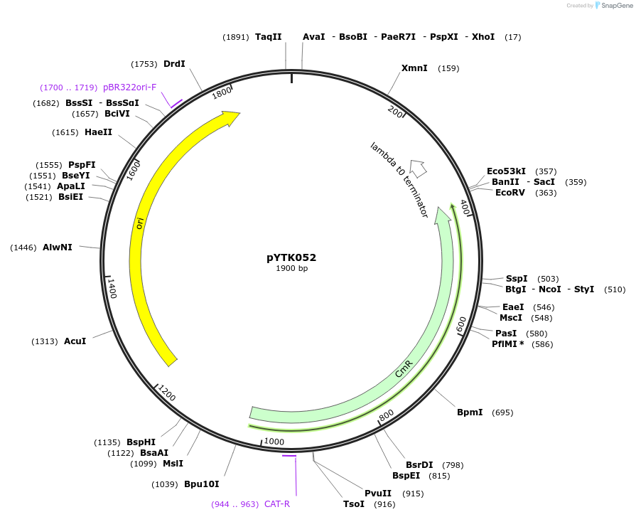 65159-plasmid-map-sequence-id-110212