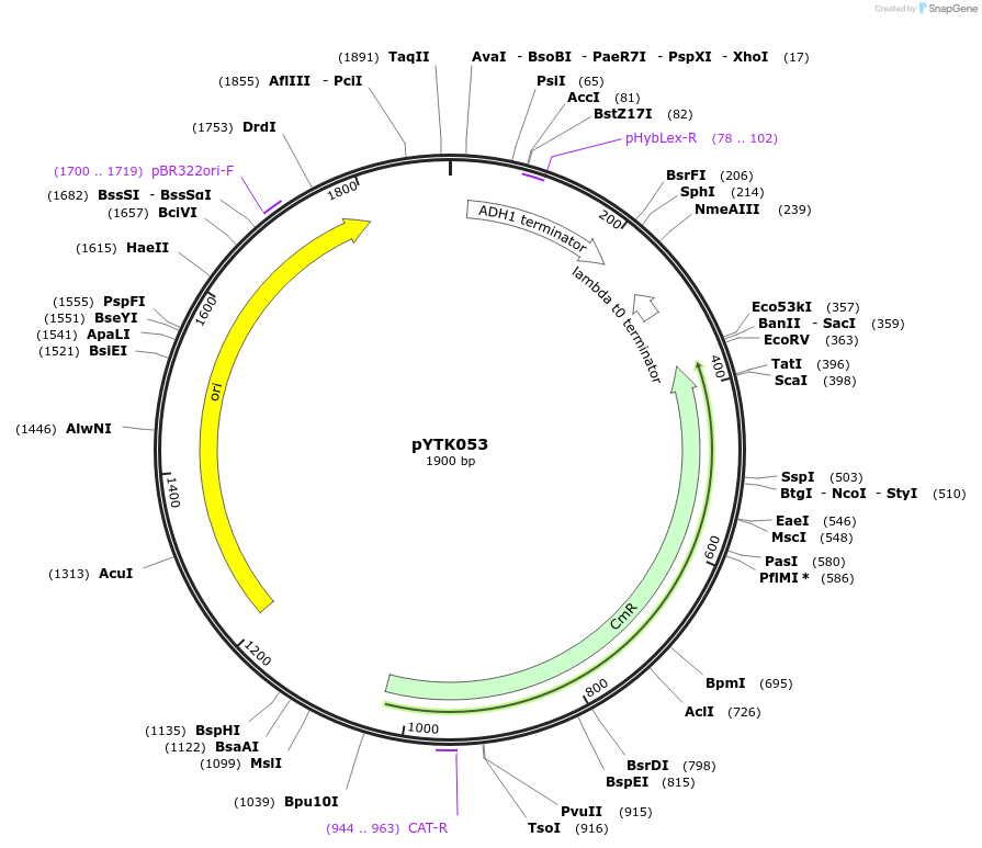 65160-plasmid-map-sequence-id-110213