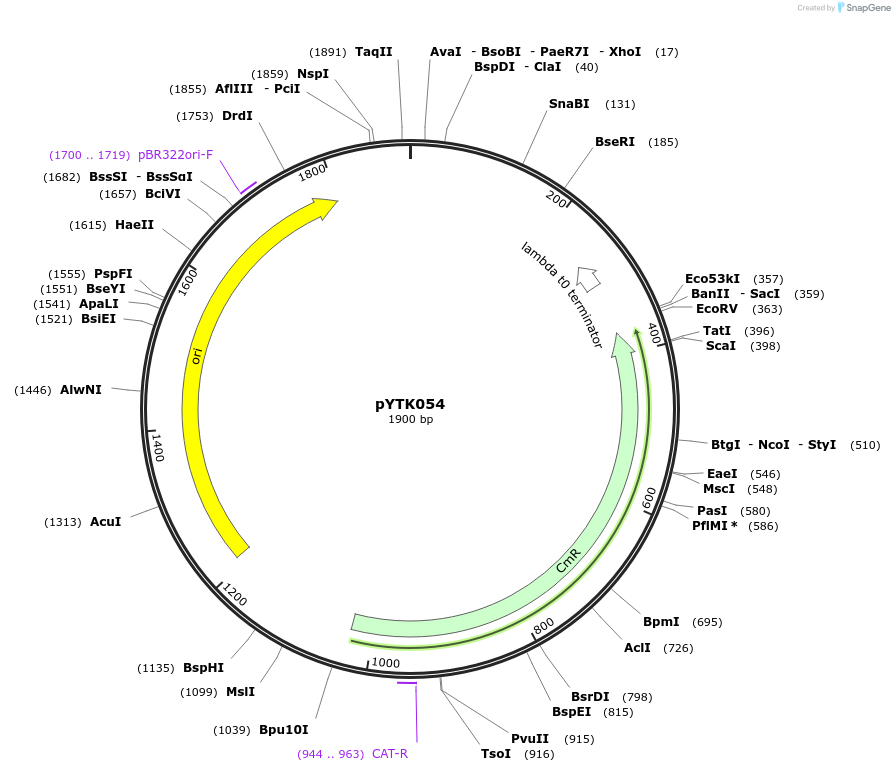65161-plasmid-map-sequence-id-110214