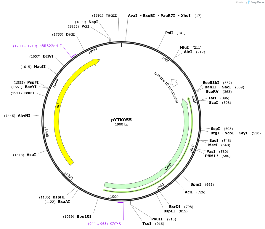 65162-plasmid-map-sequence-id-110215