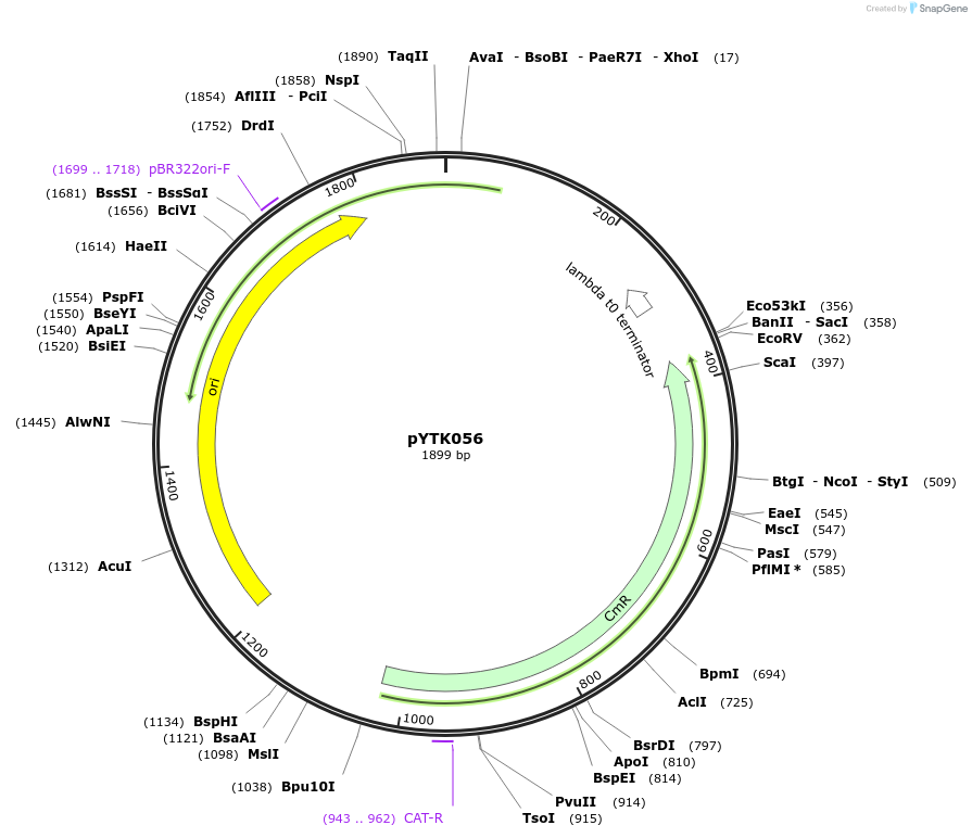 65163-plasmid-map-sequence-id-110216
