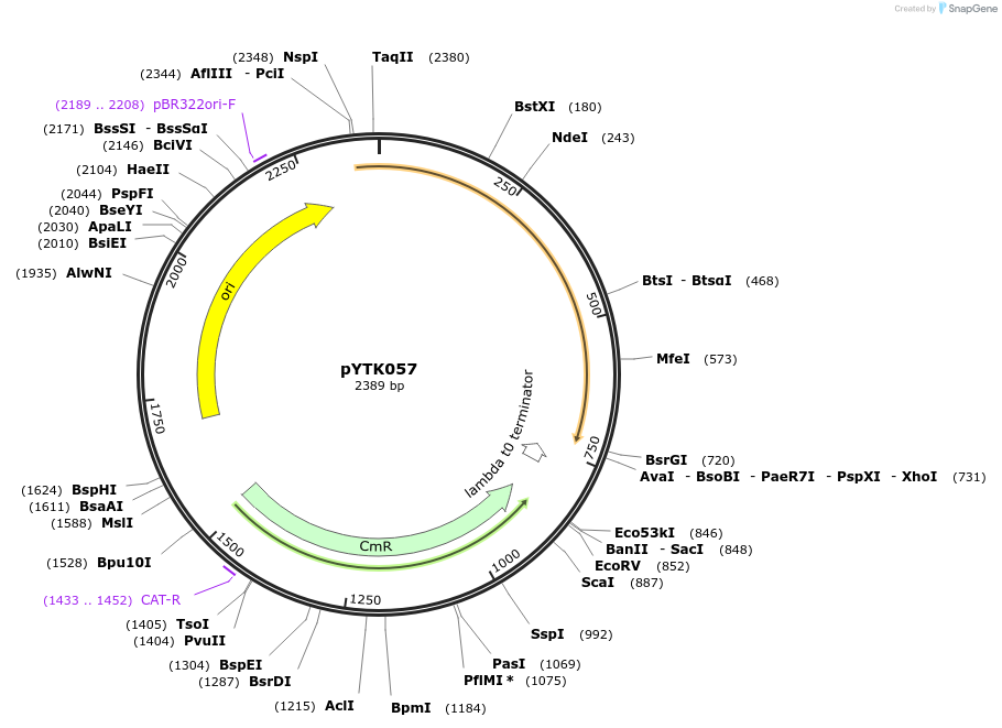 65164-plasmid-map-sequence-id-110217