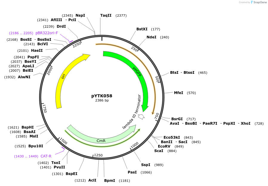65165-plasmid-map-sequence-id-110218