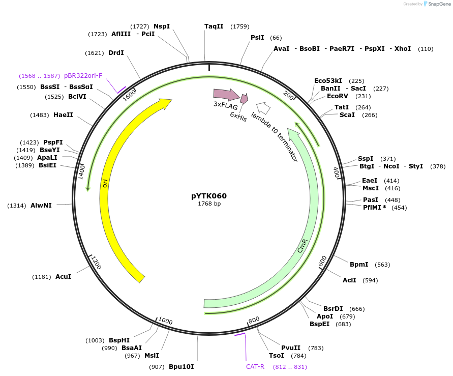 65167-plasmid-map-sequence-id-110220