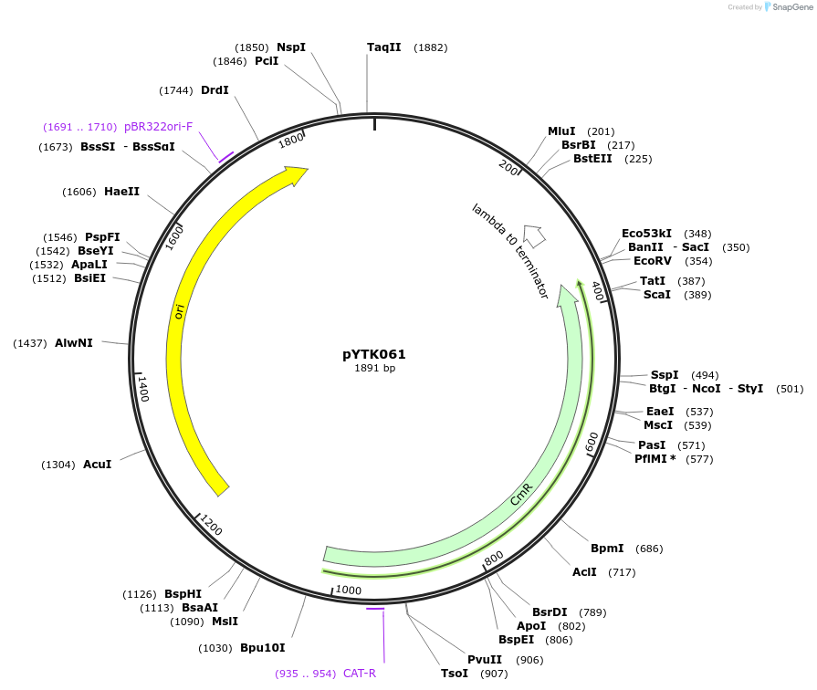65168-plasmid-map-sequence-id-110221