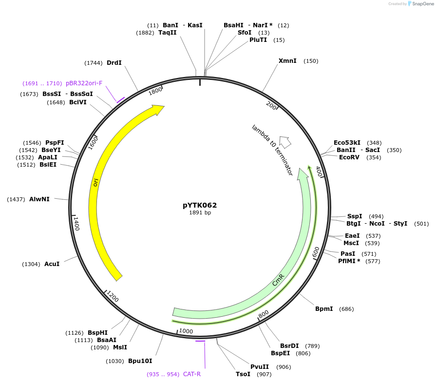 65169-plasmid-map-sequence-id-110222