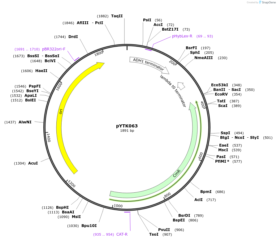65170-plasmid-map-sequence-id-110223